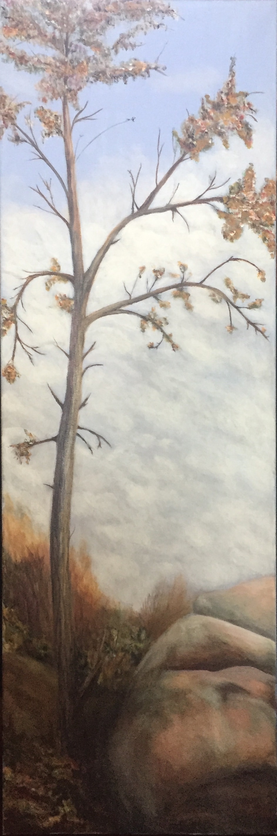 A Tree Grows in the Boulder Trail